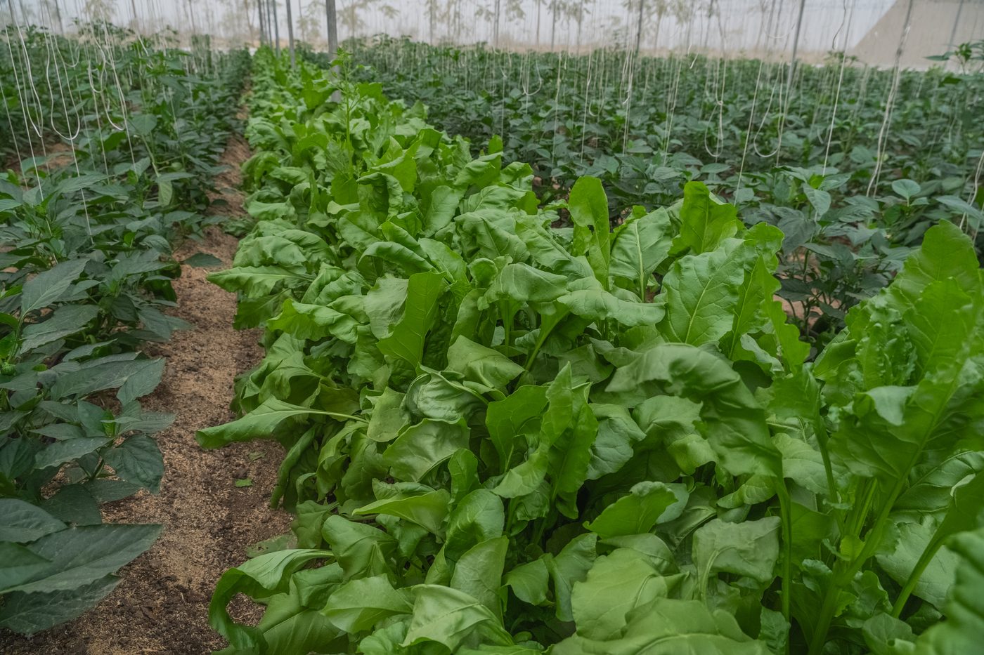 Organic Farm Fresh Products — Neelkanth Group