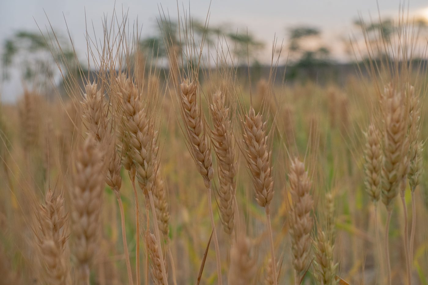 Organic Farm Fresh Products — Neelkanth Group